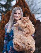 Image result for Funny Cat Meow