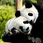 Image result for Black and White Photo of Cute Panda Bear