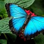 Image result for Cute Butterflies