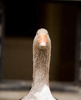 Image result for Sorry Funny Goose Memes