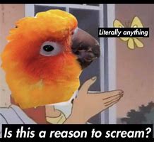 Image result for Funny Bird Memes Clean