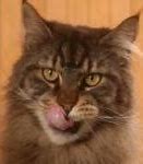 Image result for Hungry Cat Meme