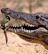 Image result for Crocodile Jaw