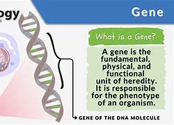 Image result for gene