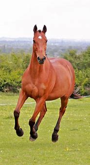 Image result for Light Bay Thoroughbred Racing