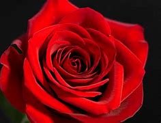 Image result for Roj Rose