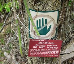 Image result for Most Dangerous Tree