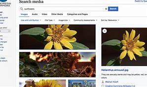 Image result for Wiki Commons Images Search