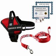 Image result for Pictures of a Service Dog with a Hip Leash