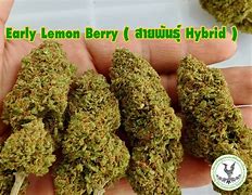 Image result for Lemon Berry Hybrid