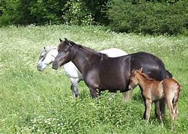 Image result for Ancient Greek Horse Breeds