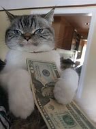 Image result for Money Cat Meme Template