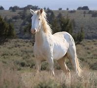 Image result for White Horse Breeds