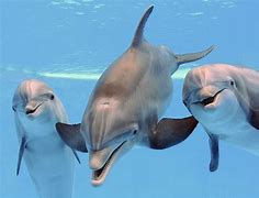 Image result for Dolphin Pics