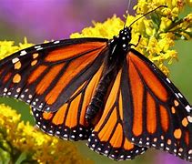 Image result for Wallpapers for Desktop Butterflies