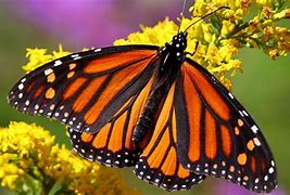 Image result for Windows 1.0 Wallpaper Download Butterfly