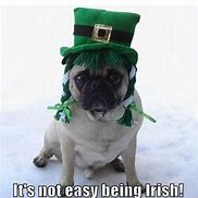 Image result for Funny St. Patrick Day Memes