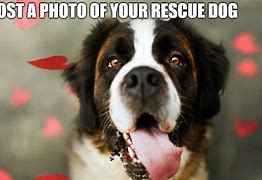 Image result for Rescue Dog Meme