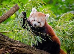 Image result for Giant Panda Endangered