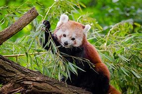 Image result for Giant Panda Endangered