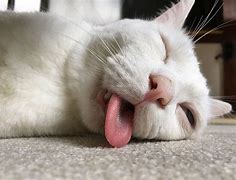 Image result for Funny Sleeping Cats Pictures