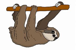 Image result for Sloth Coloring Pages
