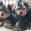 Image result for Fluffy Dogs Chillin