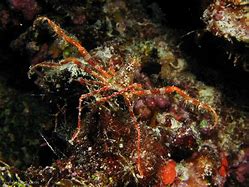 Image result for Arctic Spider Crab