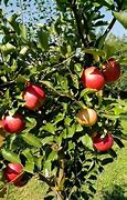 Image result for Anna Apple Tree