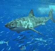 Image result for Great White Shark Colourful