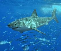 Image result for Bape Shark Hoodie White