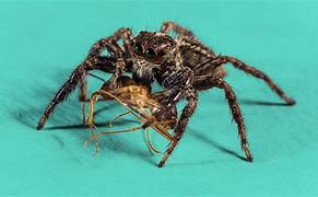 Image result for Biggest Spider Ever Existed