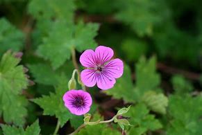 Image result for Geranium Pink Carpet TM