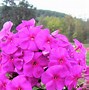 Image result for Phlox Lilac Flame (Paniculata-Group)