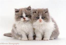 Image result for 9 Week Old Persian Kitten