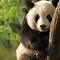 Image result for Black and White Panda Bear with Bamboo