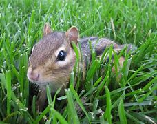 Image result for Small Prairie Animals