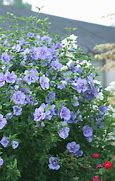 Image result for Hibiscus syriacus Blue Chiffon