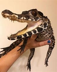 Image result for List of Types of Lizards