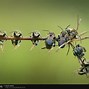 Image result for Macro Nature Photography