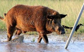 Image result for Texas Wild Hog Problem