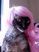 Image result for Gray Cat with Wig Meme