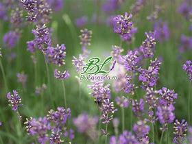 Image result for Lavandula intermedia (x) Fragrant Memories