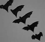 Image result for Flying Bat Craft