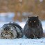 Image result for Persian Cat Grooming