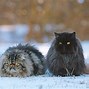 Image result for Persian Cat Colors
