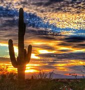 Image result for Picture of Desert Cactus Sunset Las Vegas