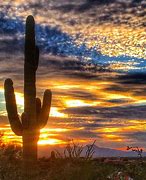 Image result for Beautiful Arizona Cactus