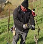 Image result for Tying Grapevines