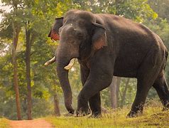 Image result for Asian Elephant in India